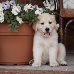 Golden Retriever Puppies from Wise-Taylor Goldens
