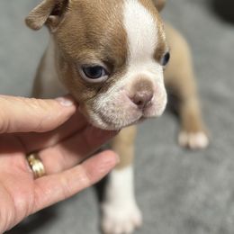 Lilac Male - Lilac male Boston Terrier puppy in Mc Donough, Georgia from Ballard Boston Terriers