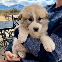 Villaroy- brown - Badger male Colorado Mountain Dog puppy in Cotopaxi, Colorado from Once Upon A Moose (OUM)