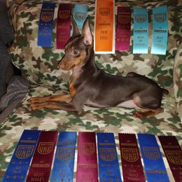 Sarge - Miniature Pinscher