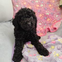 Eloise - Black female Poodle puppy in Calhoun, Georgia from Johnson Kennels