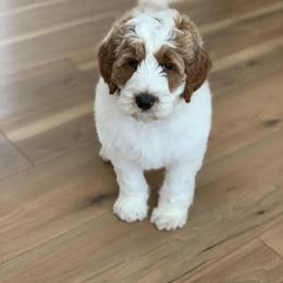 "Hank, Spring ‘23" Goldendoodle and Poodle Puppies from Red Mountain Minis