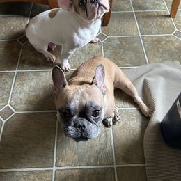 French Bulldog All Grown Up from Olivia’s Frenchies