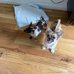 Octavia - Black sabled fawn female Chihuahua puppy in Brooklyn, New York from Cuties 4 You