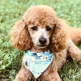 Fenny - Poodle