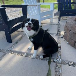 Tux - Toy Australian Shepherd