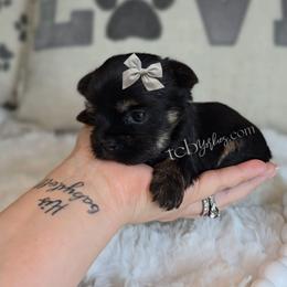 Faith - Black and tan female Yorkshire Terrier puppy in Greenwood County, South Carolina from TCB Yorkies