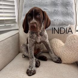 India - Liver and white male German Shorthaired Pointer puppy in Charleston, South Carolina from Buck GSP