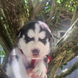 Shadow - Black tan and white male Siberian Husky puppy in Springfield, Massachusetts from 16acreshuskies