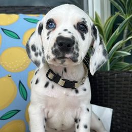 Dalmatians and Golden Retrievers from Golden Retrievers of South Carolina