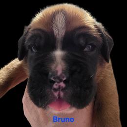 Bruno - Fawn male Boxer puppy in Evans, Georgia from Kimberly's Boxers