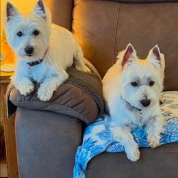 West Highland White Terrier puppies from Calapooia Westies