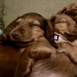 Dachshund Puppies from Penny’s Promises