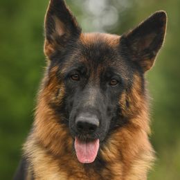 Acadia - German Shepherd