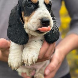 Female 1 - Black white and tan female Basset Hound puppy in Lindley, New York from Hill Top Basset Hounds & Cane Corso