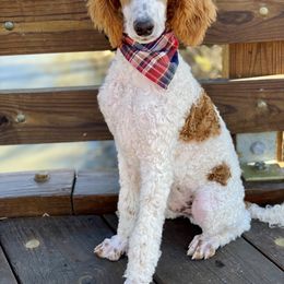 Golden Aussiedoodles, Goldendoodles, and Poodles from Kama'aina Doodles