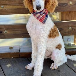 Golden Aussiedoodles, Goldendoodles, and Poodles from Kama'aina Doodles