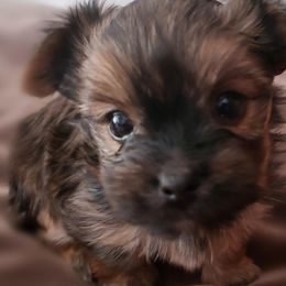 Yorkshire Terrier Puppies from Wendy's Yorkies