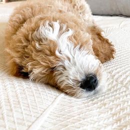 Goldendoodles from Absolute Doodle Co.