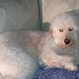 Goldendoodles from Goldendoodles of Eastern NC