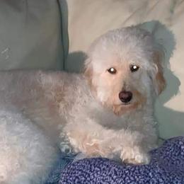 Goldendoodles from Goldendoodles of Eastern NC