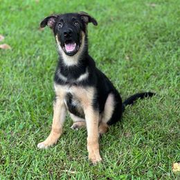 Bailey - Black and red female German Shepherd puppy in Ocala, Florida from Appleridge German Shepherds