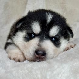 Female 2 - Black and white female Siberian Husky puppy in (Formally Lake Lillian, Minnesota) Old Fort, North Carolina from Antler Creek Siberians