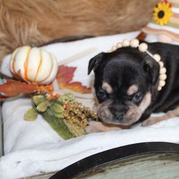 Bulldog and French Bulldog Puppies from Over the Mhoon Bullies & Royal Frenchies