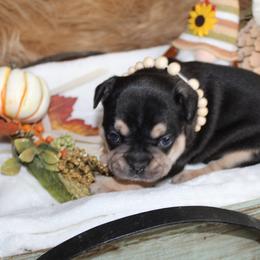 Bulldog and French Bulldog Puppies from Over the Mhoon Bullies & Royal Frenchies