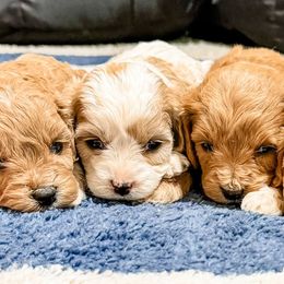 Cavapoo and Goldendoodle Puppies from Fitzdoodles