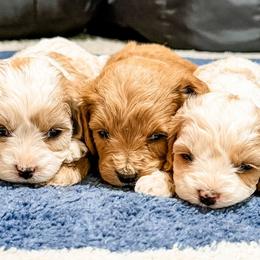 Cavapoo and Goldendoodle Puppies from Fitzdoodles