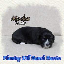 Mocha - Black tri female Toy Australian Shepherd puppy in Forestburg, Texas from Flaming Dill Ranch Aussies
