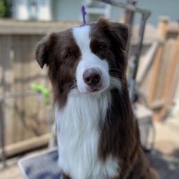 Touch - Australian Shepherd