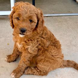 Yellow - Red  female Goldendoodle puppy in Mesa, Arizona from Tails and Trails Doodles