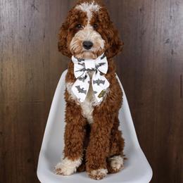 Atlas - Goldendoodle