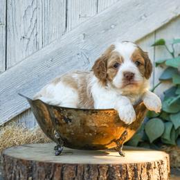 Cider - Red and white male Cockapoo puppy in Seattle, Washington from Sweet Home Doodles
