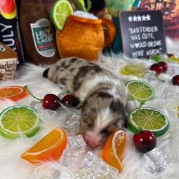 Sangria - Red merle female Australian Shepherd puppy in Fredericksburg, Virginia from Cooper Ridge Aussies