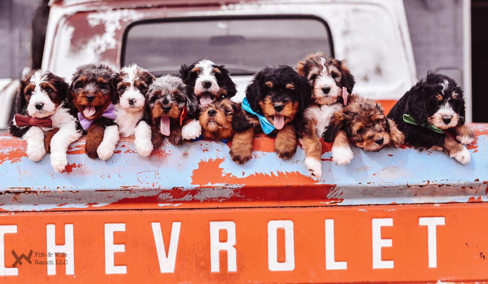 Fife and Wife Ranch LLC in Oklahoma Bernedoodle puppies Good Dog
