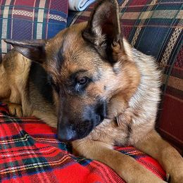 German Shepherds from Kickasola kennel