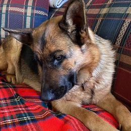German Shepherds from Kickasola kennel