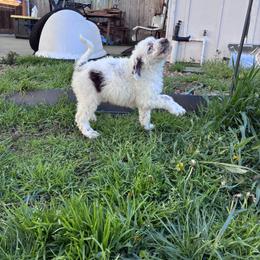 Aussiedoodle, Australian Shepherd, and Poodle Puppies from Love my doodles/ Aussiedoodle love