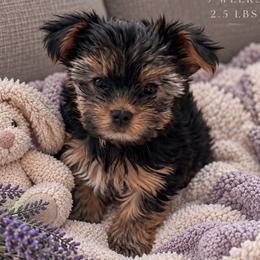 Sarabi - Black and tan female Yorkshire Terrier puppy in West Fargo, North Dakota from A Yorkie Tale | Toy Poodles