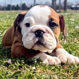 Simon - Red and white male Bulldog puppy in Lake Stevens, Washington from Washington Bulldogs