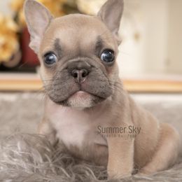Lilac Fawn Male - French Bulldog puppy in Vancouver, Washington from Summer Sky French Bulldogs