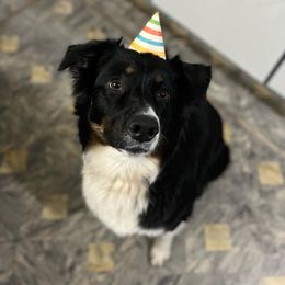 Australian Shepherd All Grown Up from K & R Australian Shepherds