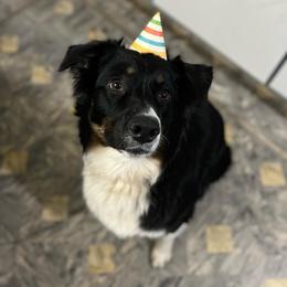 Australian Shepherd All Grown Up from K & R Australian Shepherds