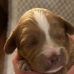 Boy 2 - Apricot male Cavapoo puppy in Milan, Illinois from Poppy Garden Doodles