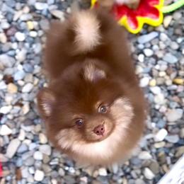 Choc and Tan Boy AKC - Chocolate and tan male Pomeranian puppy in Princeton, New Jersey from PureLove Poms.