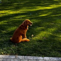 Penny - Golden Retriever