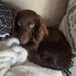 Dolly - Dachshund
